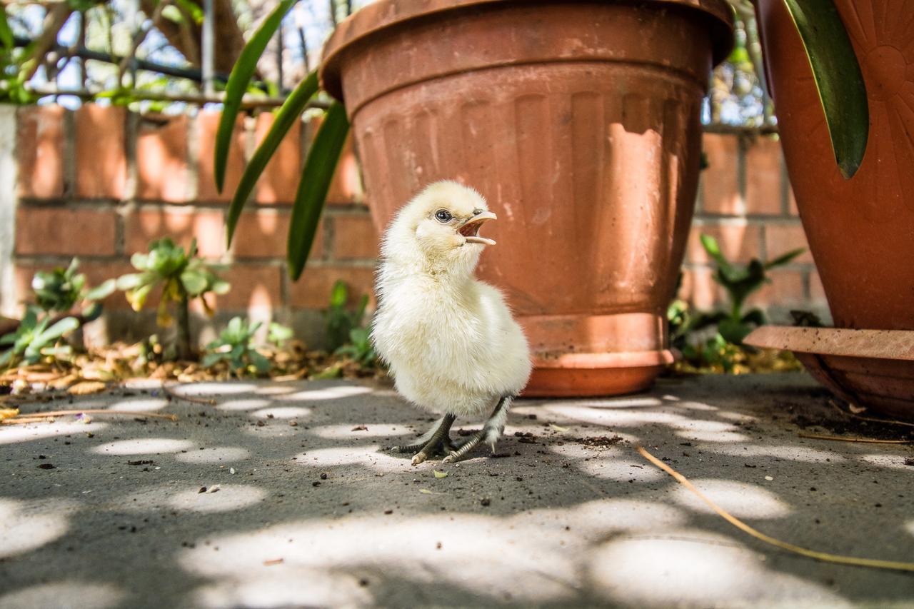 Il Gallo Con Gli Stivali Termoli Zewnętrze zdjęcie