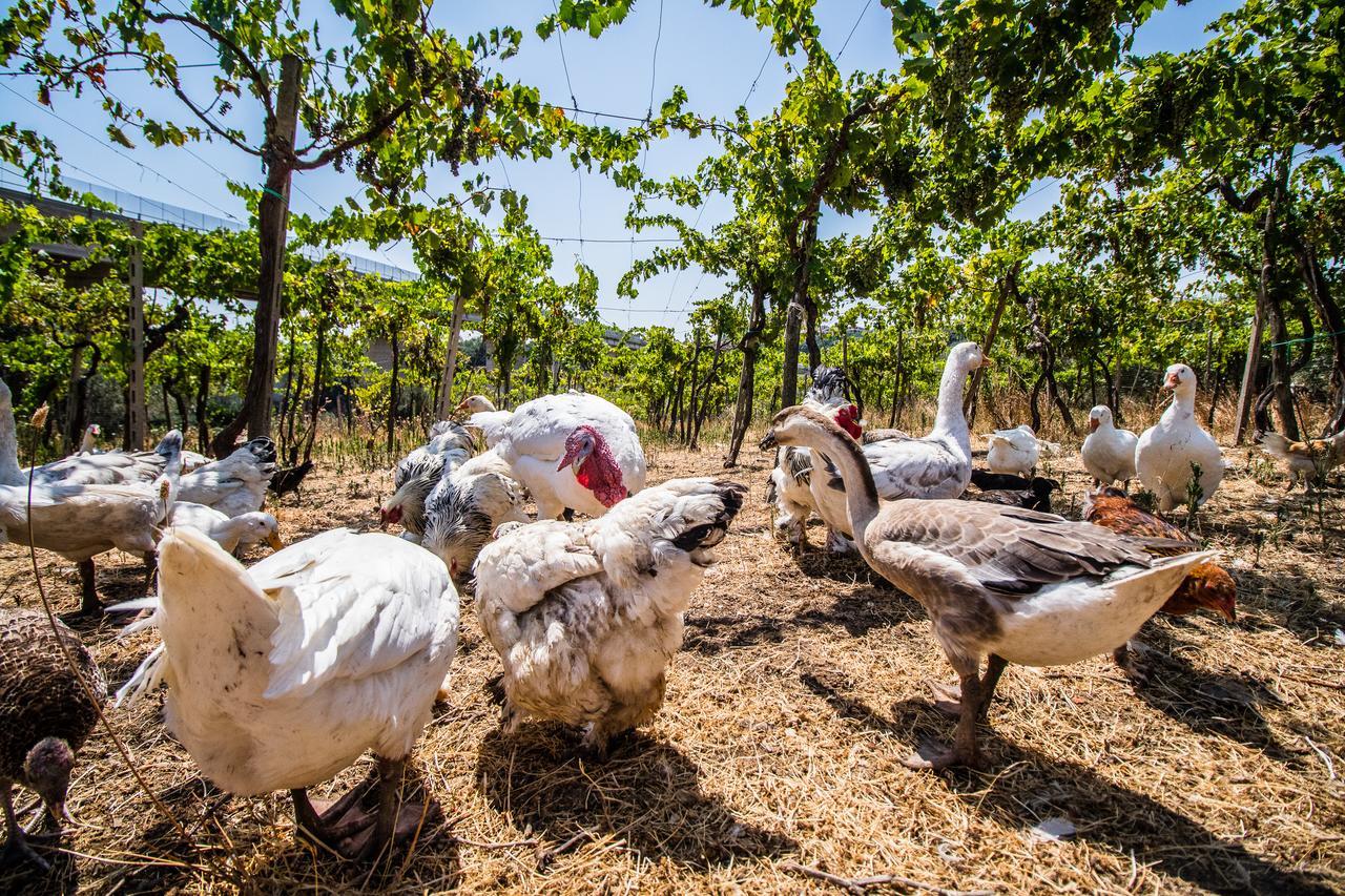 Il Gallo Con Gli Stivali Termoli Zewnętrze zdjęcie