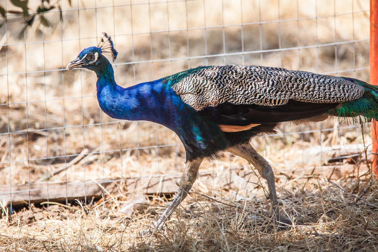 Il Gallo Con Gli Stivali Termoli Zewnętrze zdjęcie