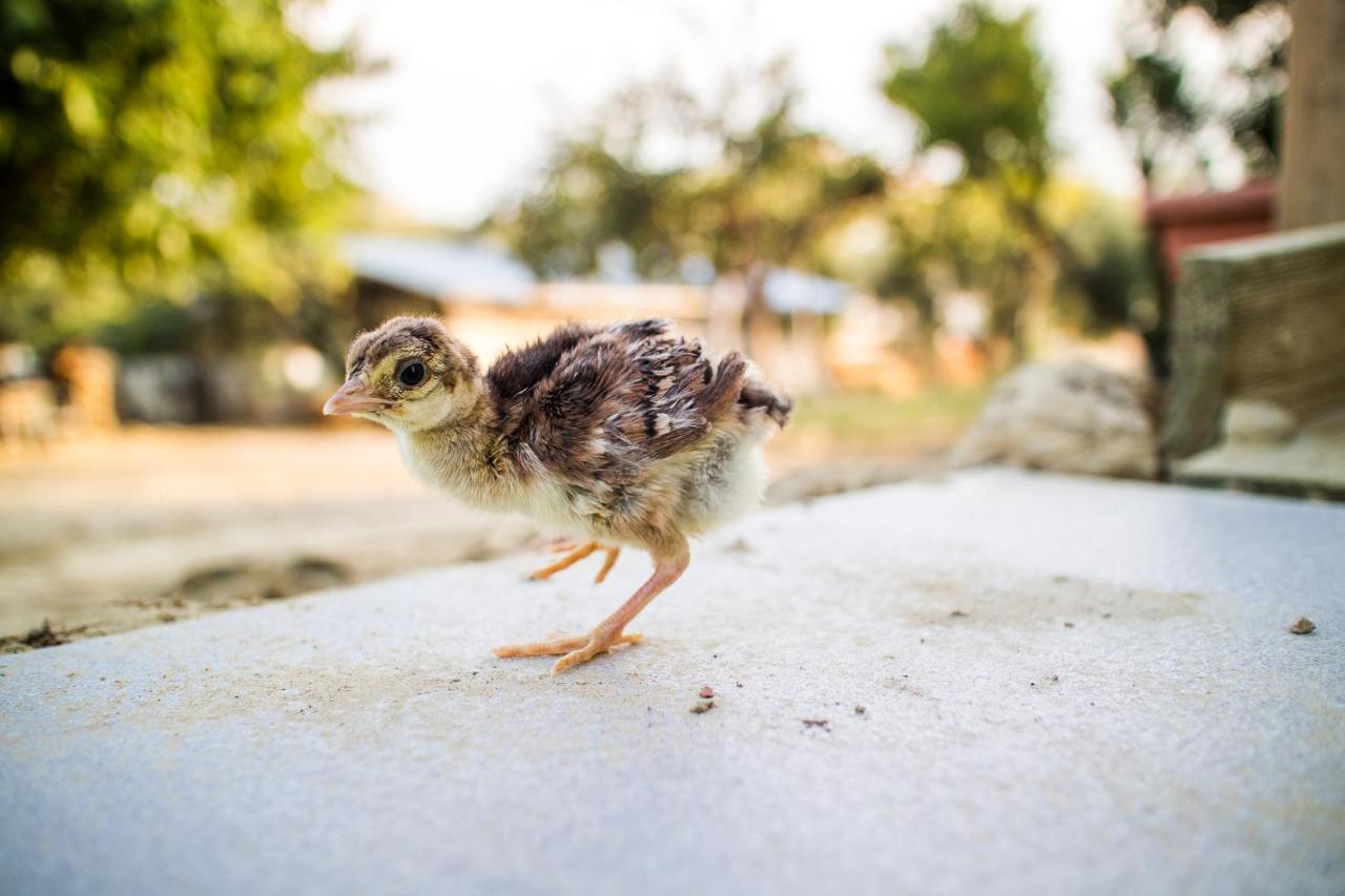 Il Gallo Con Gli Stivali Termoli Zewnętrze zdjęcie