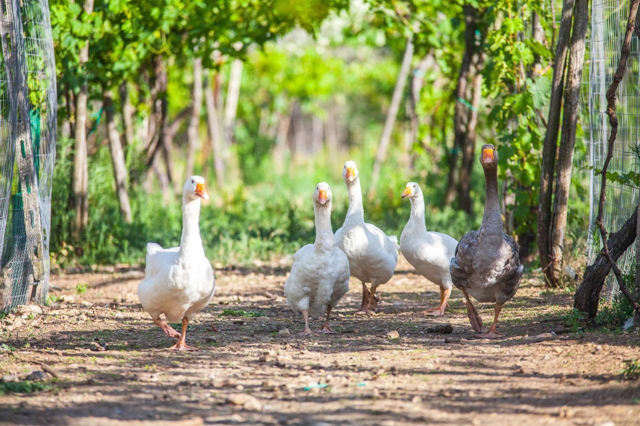 Il Gallo Con Gli Stivali Termoli Zewnętrze zdjęcie