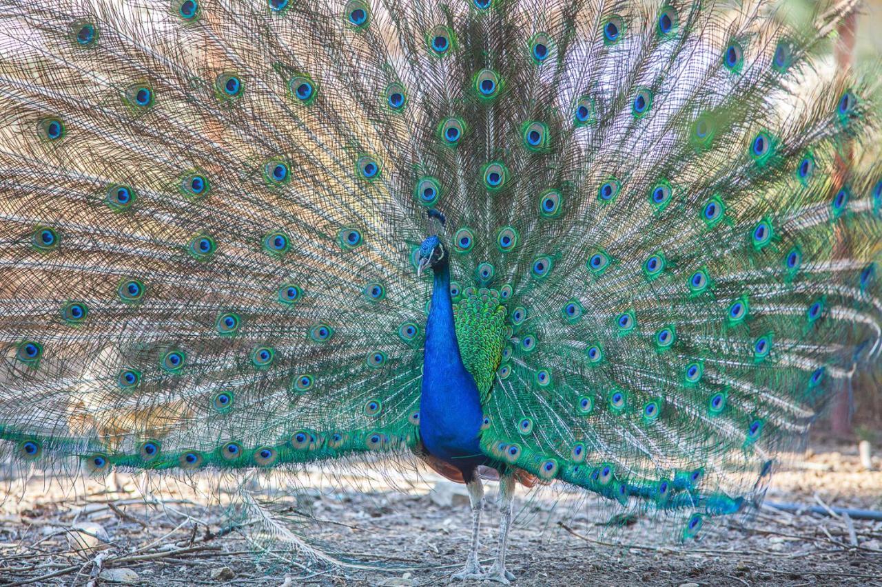 Il Gallo Con Gli Stivali Termoli Zewnętrze zdjęcie