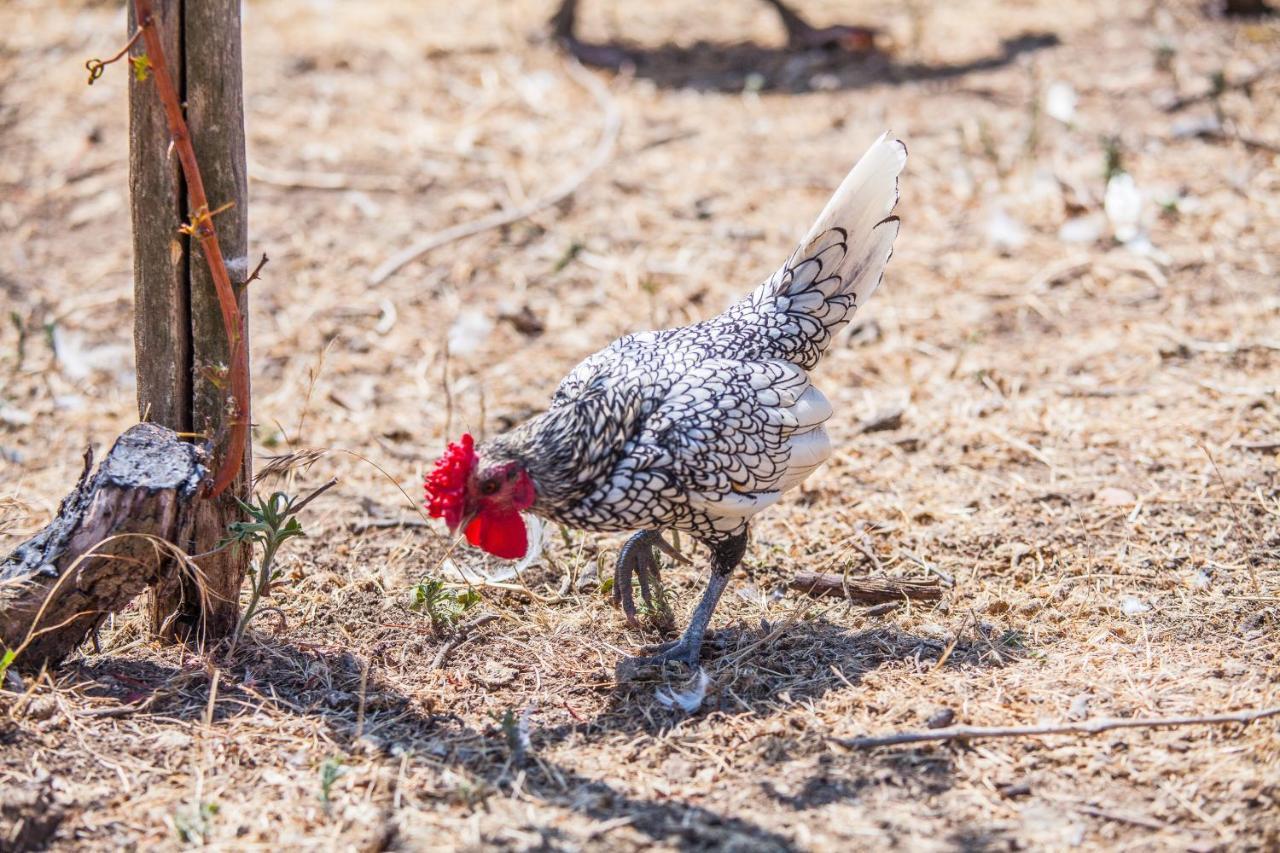Il Gallo Con Gli Stivali Termoli Zewnętrze zdjęcie