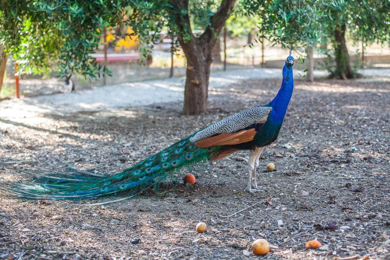 Il Gallo Con Gli Stivali Termoli Zewnętrze zdjęcie