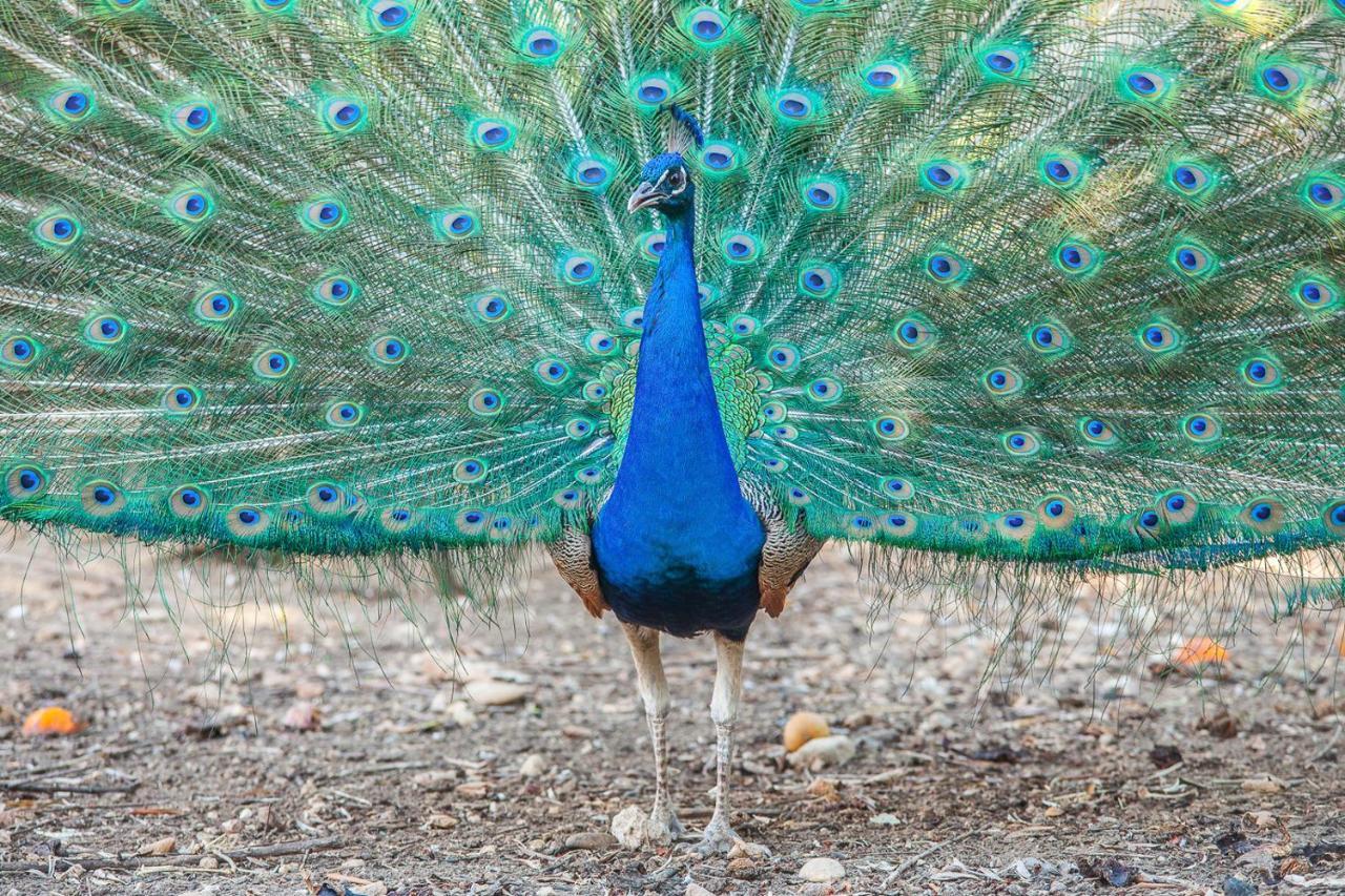 Il Gallo Con Gli Stivali Termoli Zewnętrze zdjęcie