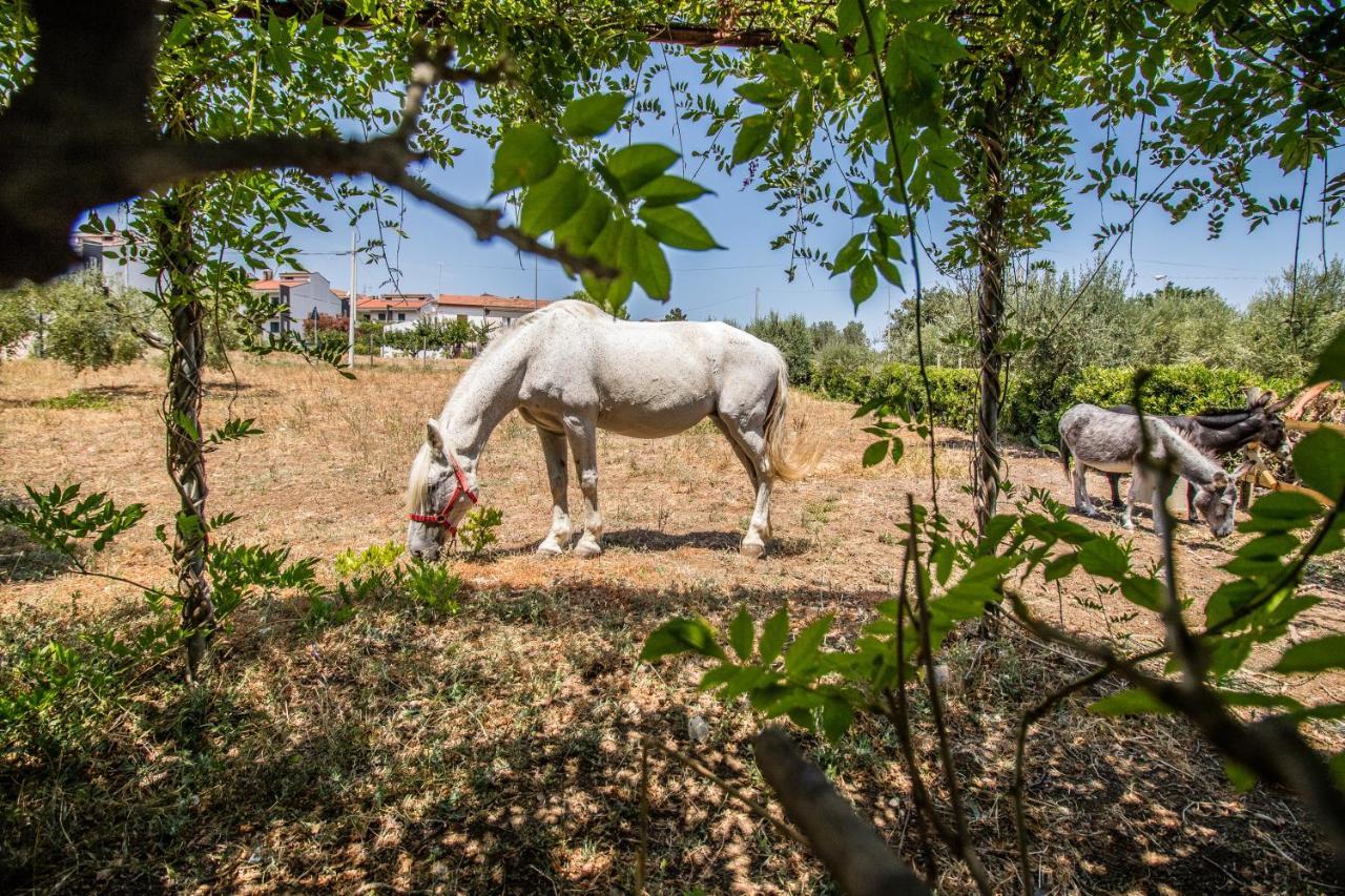 Il Gallo Con Gli Stivali Termoli Zewnętrze zdjęcie